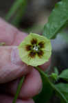 Longleaf groundcherry